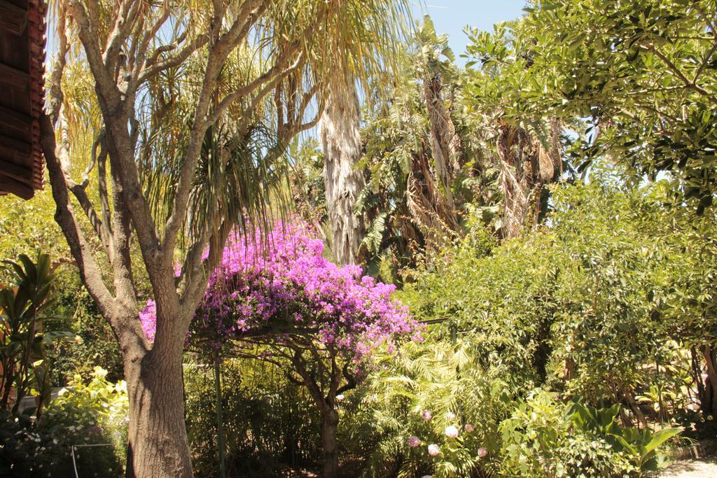 Villa Le Palme Garden San Giorgio  Exterior foto